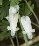 Squirrel corn